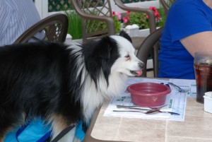 dog5